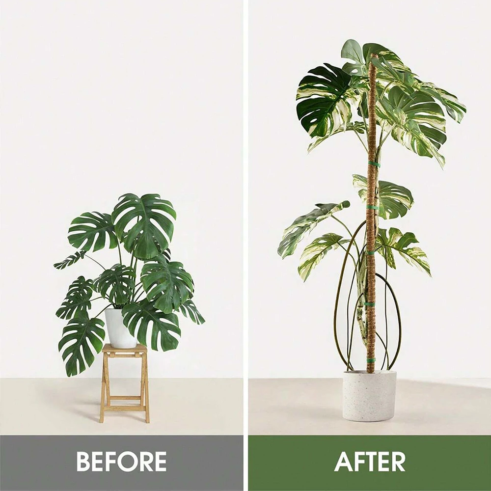 몬스테라 식물용 이끼 지지대, 실내 덩굴 식물 지지대, - Indoor Herb Garden 리뷰 및 가격